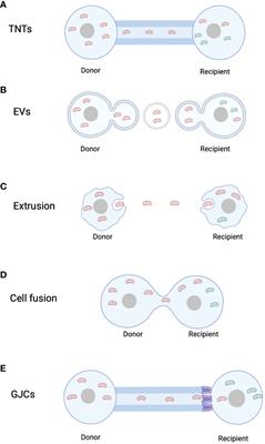 Mitochondrial transfer - a novel promising approach for the treatment of metabolic diseases